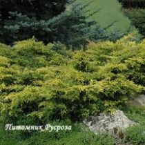 Можжевельник средний 