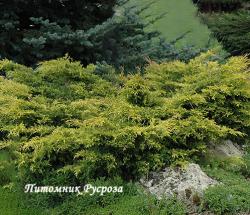 Можжевельник средний 