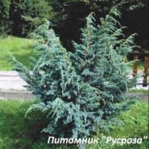 Можжевельник чешуйчатый 