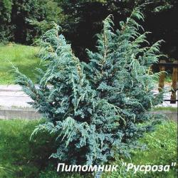 Можжевельник чешуйчатый 