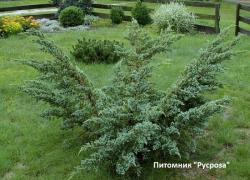 Можжевельник чешуйчатый 