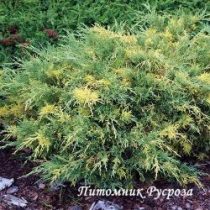 Можжевельник средний 