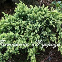Можжевельник чешуйчатый 