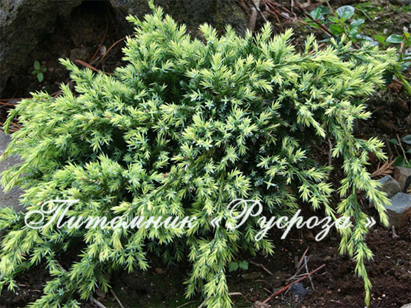 Можжевельник чешуйчатый 