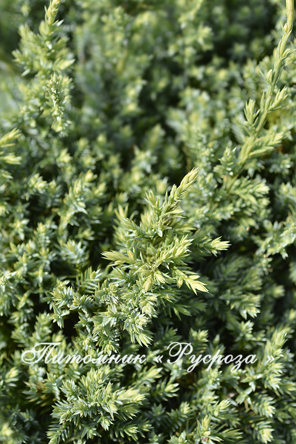 Можжевельник чешуйчатый 