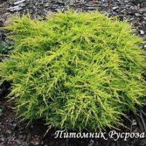 Можжевельник средний 