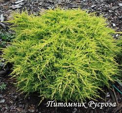 Можжевельник средний 