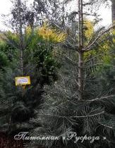 Пихта одноцветная 160-180