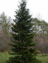 Пихта обыкновенная 150-200