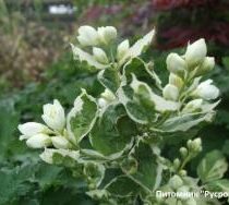 Туя западная 