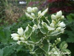 Туя западная 