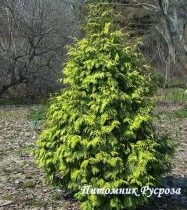 Туя западная 