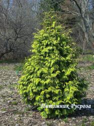 Туя западная 