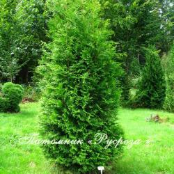 Туя западная 