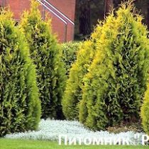 Туя западная 