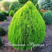 Туя восточная 