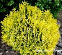 Туя западная 