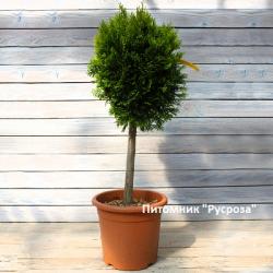 Туя западная 