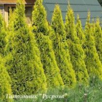 Туя западная 