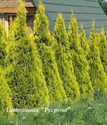 Туя западная 
