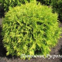 Туя западная 