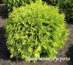 Туя западная 