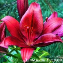 Лилия Азиатская 
