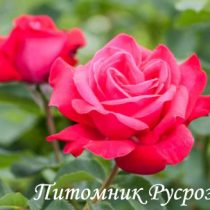 КРЫМСКИЙ ГНОМ