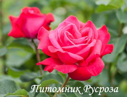 КРЫМСКИЙ ГНОМ