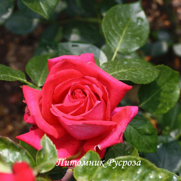 КРЫМСКИЙ ГНОМ