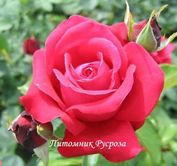 КРЫМСКИЙ ГНОМ