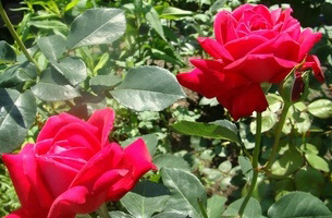 КРЫМСКИЙ ГНОМ