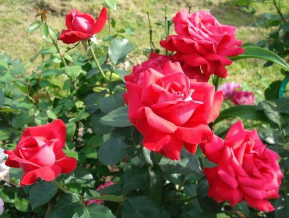 КРЫМСКИЙ ГНОМ