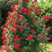 КРЫМСКИЙ МАЯК