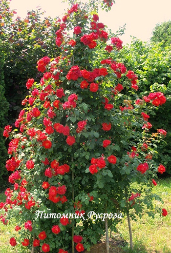 КРЫМСКИЙ МАЯК