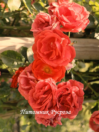 КРЫМСКИЙ МАЯК