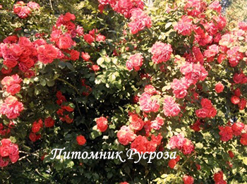 КРЫМСКИЙ МАЯК