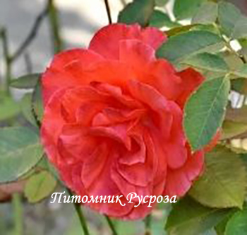 КРЫМСКИЙ МАЯК