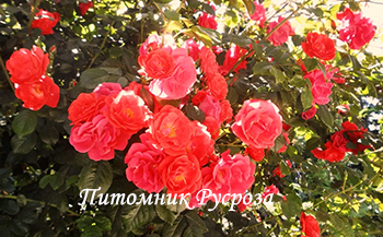 КРЫМСКИЙ МАЯК