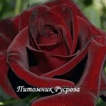 КРЫМСКИЙ РУБИН