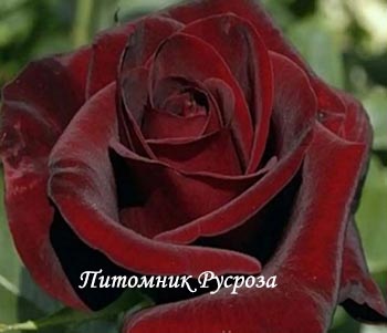 КРЫМСКИЙ РУБИН