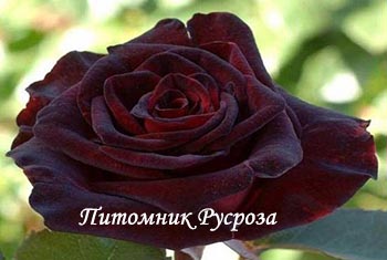 КРЫМСКИЙ РУБИН