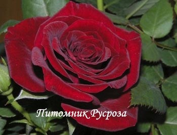 КРЫМСКИЙ РУБИН