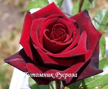 КРЫМСКИЙ РУБИН