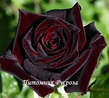 КРЫМСКИЙ РУБИН