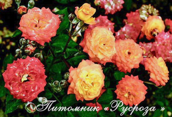 КРЫМСКИЙ САМОЦВЕТ