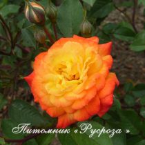 КРЫМСКИЙ САМОЦВЕТ