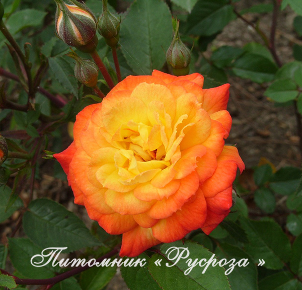 КРЫМСКИЙ САМОЦВЕТ