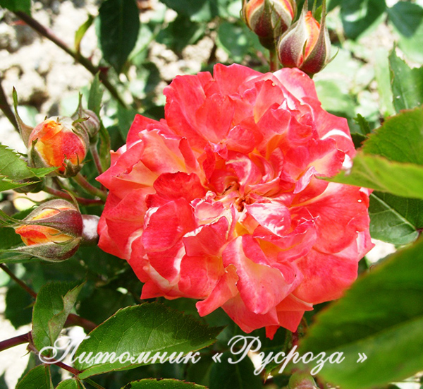 КРЫМСКИЙ САМОЦВЕТ