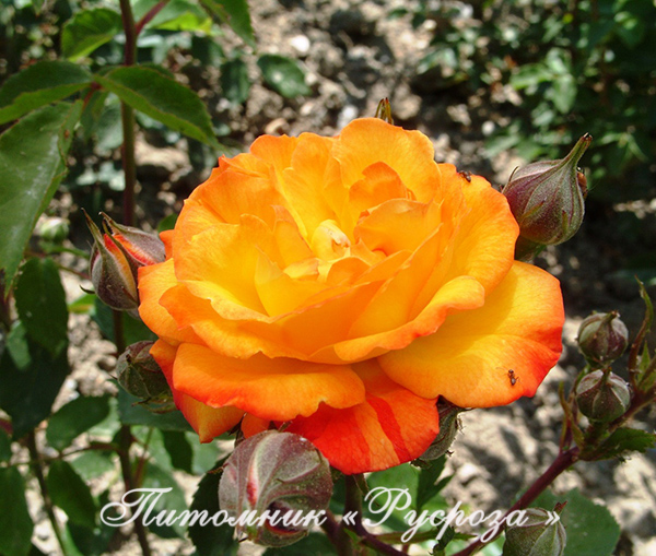 КРЫМСКИЙ САМОЦВЕТ